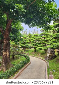 Trail surrouded by Pine tree