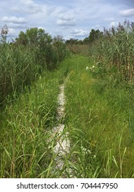 Trail though the grass