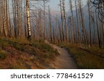 Trail through the 2015 Reynolds Creek Burn, Glacier National Park, Montana