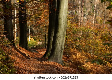 trail through the autumn beech forest