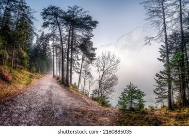 Trail through the autumn misty forest in the mountains. Fog in mountain forest. Misty forest trail. Forest trail in fog