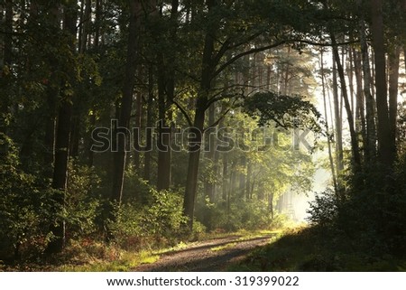 Trail through the autumnal forest on a foggy morning.