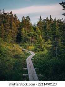 Trail through a beautiful forest, Outer Cove, Newfoundland and Labrador, Canada - Shutterstock ID 2211490123