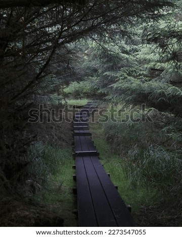 Trail through a dark forest in Naikoon Provincial Park, Masset, Haida Gwaii, British Columbia