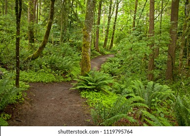 Trail  Through Forest With Ferns And Fresh Green Foliage In Spring, Bellingham, Washington.