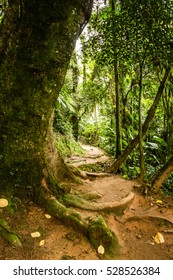 Trail through the forest in Itambezinho canyon, in Santa Catarina, Brazil.