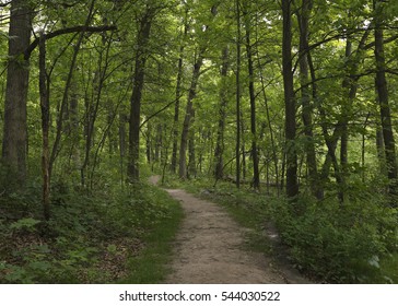 Trail Through The Forest At Quaking Bog, Theodore Wirth Park, Minneapolis, Minnesota