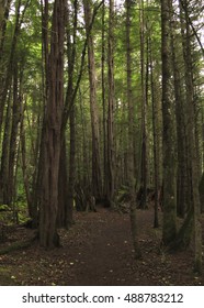 Trail Through The Forest At Sitka National Historical Park, Sitka, Alaska