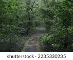 Trail through the forest at Walter B. Jacobs Memorial Nature Park, Shreveport, Louisiana