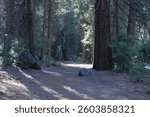 Trail through forests of Pine and Cedar trees in Yosemite Valley, California