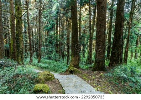 The trail through the green forest at Alishan Forest Recreation Area in Chiayi, Taiwan.