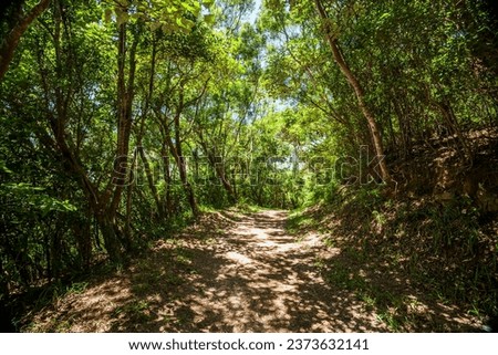 The trail through the green forest in the mountain of Pingtung, Taiwan.