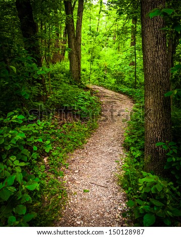 Trail through lush green forest in Codorus State Park, Pennsylvania.
