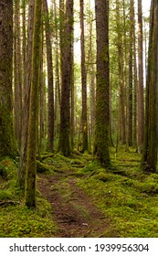 Trail Through A Lush, Mossy Forest On Cortes Island BC