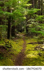 Trail Through Mossy Forest On Cortes Island, BC