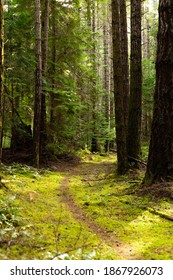 Trail Through Mossy Forest On Cortes Island, BC