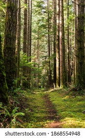 Trail Through Mossy Forest On Cortes Island, BC