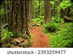 Trail through an old growth forest in the Willamette national Forest, on the shoulder of the cascade mountains in Oregon
