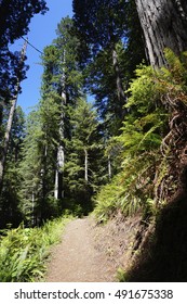 Trail Through Redwood Forrest