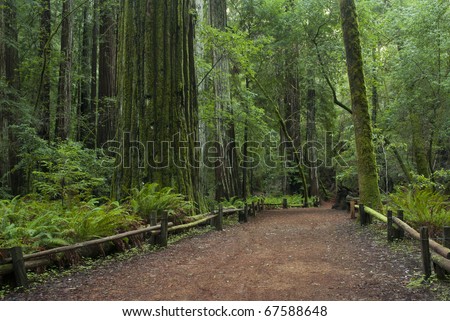 Trail through the Redwoods at Armstrong Redwoods State Park