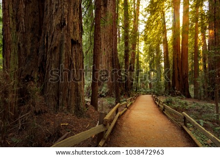Trail through redwoods in Muir Woods National Monument near San Francisco, California, USA