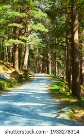 Trail Through The Spring Forest. Walkway Lane Path With Green Trees In Forest. Beautiful Alley, Road In Park. Way Through Summer Forest.