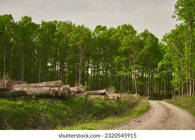 Trail through tall trees in a green woods. Spring forest road landscape. Wilderness background - Powered by Shutterstock
