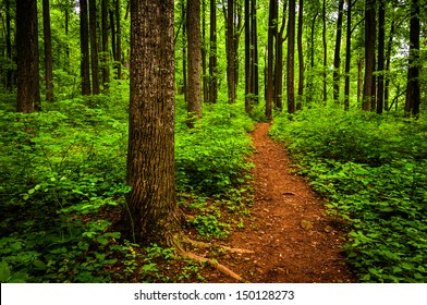Trail through tall trees in a lush forest, Shenandoah National Park, Virginia.