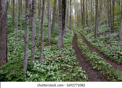 A trail through trillium in Northern Michigan