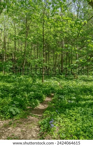 A trail through the Whiteoak Sinks basin when the wildflowers are in peak bloom, a popular spring hiking destination in Great Smoky Mountains National Park.  