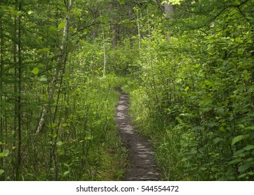 Trail Through The Woods At Quaking Bog, Theodore Wirth Park, Minneapolis, Minnesota