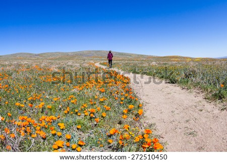 Similar – Image, Stock Photo poppy blossom Poppy field