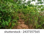 Trail to the top of the Sleeping Giant mountain, also known as Nounou Mountain, west of the towns Wailua and Kapaʻa in the Nounou Forest Reserve