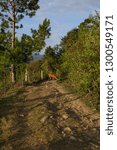 trail track to pine forrest