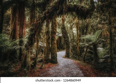 Trail in tropical forest among fern, trees covered with green moss and lianas in New Zealand