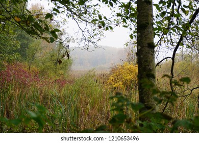 Trail View At Deas Island Park Near Vancouver 