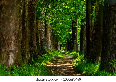 The Trail To Vrelo Bosne