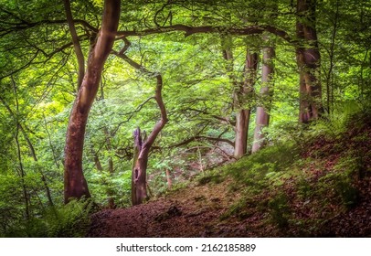 A trail in the wilderness. Deep forest scene. Wilderness forest trees. Forest background - Shutterstock ID 2162185889