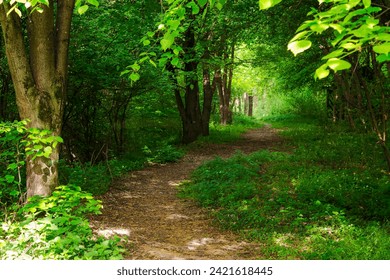 trail winding through the beech forest in spring. path in the shade of trees. light in the end of a green tunnel. explore the unknown peaceful nature scenery