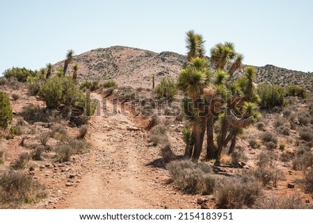 A trail winding through the joshua tree desert. Joshua trees in the foreground and sand covered hills rise up in the background. On the lost horse mine trail in mid-day.
