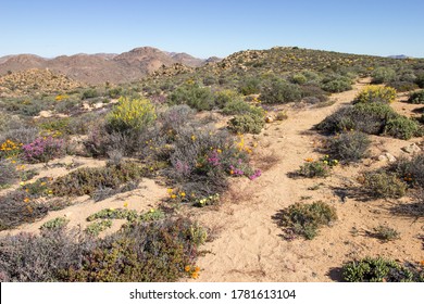 A trail winding through the Namaqualand veld, in late spring, with some of the last wildflowers of the season still in bloom, Goegap Nature Reserve, Northern Cape South Africa - Powered by Shutterstock