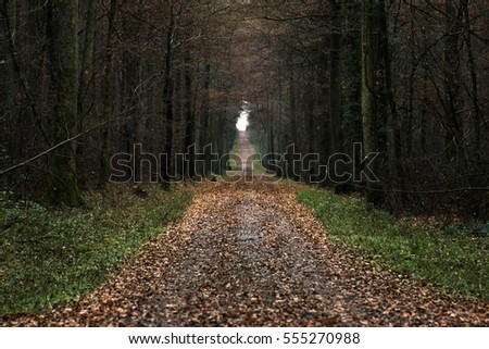 Foto Bild noch´ n wald Umwelt Natur