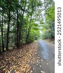 A trail in the woods in Rindge, New Hampshire