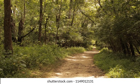 A Trail In The Woods At Tom Sawyer State Park