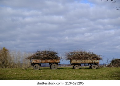 Trailers with cut trees and branches stand in the field