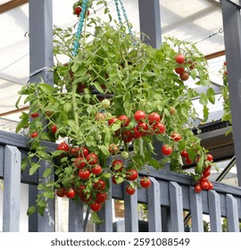  Trailing Cherry Falls dwarf tomato plant with ripe red tomatoes