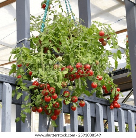 Trailing Cherry Falls dwarf tomato plant with ripe red tomatoes