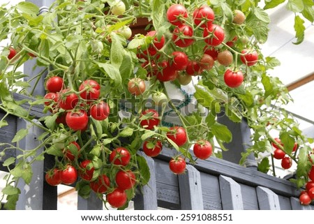  Trailing Cherry Falls dwarf tomato plant with ripe red tomatoes