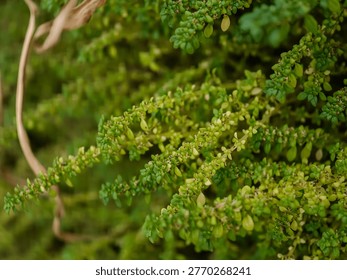  Trailing green stems with tiny leaves creating a soft, flowing pattern and lush natural appearance.