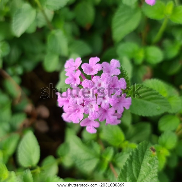 Trailing Lantana Lantana Montevidensis Stock Photo 2031000869 ...